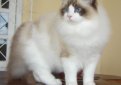 Регдолл (Рэгдолл) / Ragdoll Cat Регдолл (Рэгдолл) / Ragdoll Cat