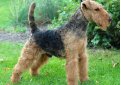 Вельштерьер (Уэльский терьер, вельш-терьер) / Welsh Terrier (Welshie)