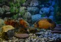 Астронотус (Астронотус-оскар, павлиний глаз, астронотус глазчатый) / Astronotus Ocellatus