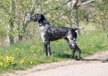 Курцхаар (Немецкий пойнтер, немецкая короткошерстная легавая) / Kurzhaar (German Shorthaired Pointer, Deutscher Kurzhaariger Vorstehhund)