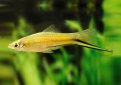 Меченосец / Xiphophorus Helleri Меченосец / Xiphophorus Helleri