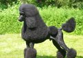 Пудель / Poodle