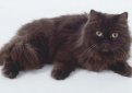 Йоркская шоколадная кошка (Шоколадный Йорк) / York Chocolate Cat