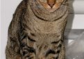 Канаани (Ханаани) / Kanaani Cat (Canaani Cat)