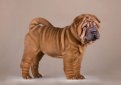 Шарпей (Китайская бойцовая собака) / Shar Pei (Chinese Fighting Dog)