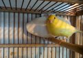 Немецкая певчая канарейка (Гарцский роллер) / German Roller Canary (Harz Roller Canary) Немецкая певчая канарейка (Гарцский роллер) / German Roller Canary (Harz Roller Canary)