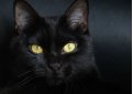 Бомбей (Бомбейская кошка) / Bombay Cat