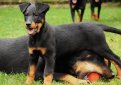 Босерон (Французская овчарка, овчарка из провинции Бос) / Beauceron (Berger de Beauce, Bas Rouge, French Shorthaired, Beauce Shepherd)