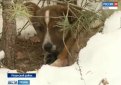 Всем 24 щенкам, найденным в лесу под Рязанью, нашли новых хозяев