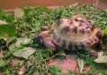 Черепаха с двумя головами в зоопарке Харькова
