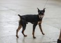 Карликовый пинчер (Цвергпинчер) / Zwergpinscher