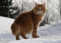 Курильский бобтейл / Kurilian Bobtail