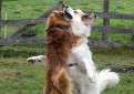 Аиди (Атласская овчарка) / Aidi (Chien de l'Atlas, Atlas Sheepdog, Kabyle Dog)