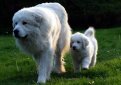 Пиренейская горная собака (Большая пиренейская собака) / Pyrenean Mountain Dog (Great Pyrenees)