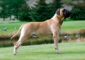 Бульмастиф (Ночная собака егеря) / Bullmastiff