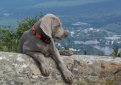 Веймаранер (Веймарская легавая) / Weimarainer (Weimaraner Vorstehhund)