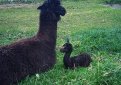 Маленькая альпака родилась в Московском зоопарке Маленькая альпака родилась в Московском зоопарке