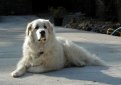 Пиренейская горная собака (Большая пиренейская собака) / Pyrenean Mountain Dog (Great Pyrenees)