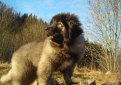 Кавказская овчарка / Caucasian Shepherd (Caucasian Sheepdog)