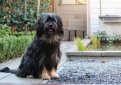 Каталонская овчарка (Гос д'Атура) / Catalan Sheepdog (Perro de Pastor Catalon, Gos d'Atura Catala)