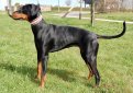 Манчестерский терьер / Manchester Terrier (Black and Tan Terrier)