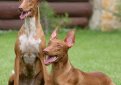 Фараонова собака / Pharaoh Hound (Kelb-tal Fenek)