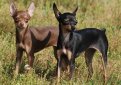 Русский той терьер (Московский той терьер) / Russian Toy Terrier (Moscovian Miniature Terrier)