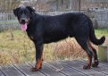 Босерон (Французская овчарка, овчарка из провинции Бос) / Beauceron (Berger de Beauce, Bas Rouge, French Shorthaired, Beauce Shepherd)