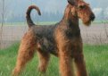 Эрдельтерьер / Airedale Terrier (Bingley Terrier, Waterside Terrier)