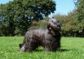 Бриар (Французская овчарка) / Briard (Berger Briard, Berger de Brie)