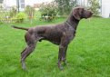 Курцхаар (Немецкий пойнтер, немецкая короткошерстная легавая) / Kurzhaar (German Shorthaired Pointer, Deutscher Kurzhaariger Vorstehhund)