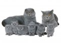 Вязка британских кошек Вязка британских кошек
