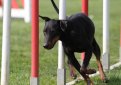 Манчестерский терьер / Manchester Terrier (Black and Tan Terrier)