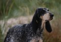 Большая голубая гасконская гончая / Grand Bleu de Gascogne (Large Blue Gascony Hound)