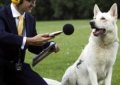 Команда «Голос» или приучение собаки к лаю