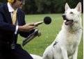 Команда «Голос» или приучение собаки к лаю Команда «Голос» или приучение собаки к лаю