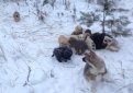 Житель Рязани спас в лесу 20 щенков и просит помочь их пристроить