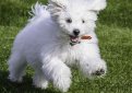 Бишон фризе / Bichon Frise (Bichon Tenerife, Tenerife Dog, Bichon a Poil Frise)