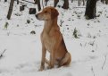 Русская гончая / Russian Hound