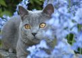 Шартрез (Картезианская кошка) / Chartreux Cat