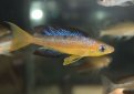 Медовый циприхромис (Мелкочешуйчатый циприхромис) / Cyprichromis Microlepidotus
