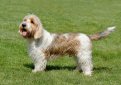 Вандейский бассет-гриффон / Vendeen Basset Griffon Вандейский бассет-гриффон / Vendeen Basset Griffon