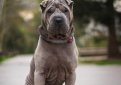 Шарпей (Китайская бойцовая собака) / Shar Pei (Chinese Fighting Dog)