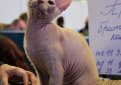 Донской сфинкс (Русская лысая кошка) / Don Sphynx