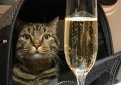 Мужчина не смог улететь из «Шереметьево» из-за слишком толстого кота Мужчина не смог улететь из «Шереметьево» из-за слишком толстого кота