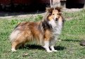 Шелти (Шетландская овчарка) / Shetland Sheepdog (Sheltie)