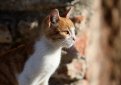 Эгейская кошка / Aegean Cat Эгейская кошка / Aegean Cat