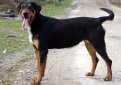 Венгерский бракк (Эрдели копо, трансильванская гончая) / Hungarian Hound (Erdelyi Kopo, Transylvanian Hound)