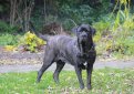 Кане корсо (Итальянская сторожевая собака) / Cane Corso (Sicilian Branchiero)