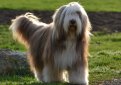 Бородатая колли (Бердед колли) / Bearded Collie